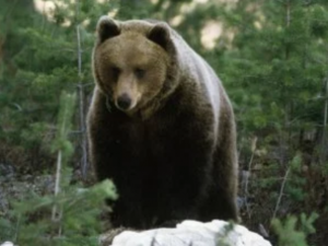 Picture of a Swedish brown bear